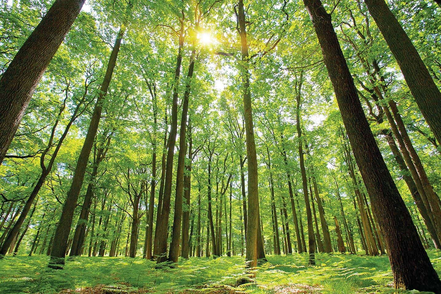 forest with high trees and a peeking sun rays
