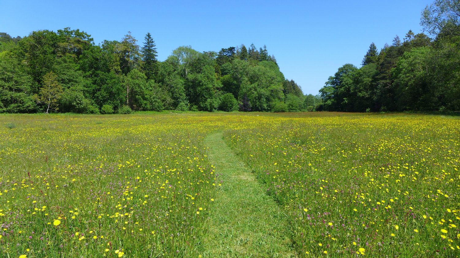 meadow with trees in the background